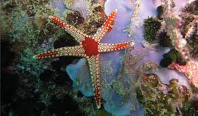 Indonesia-Nikoi-Island-starfish-684w
