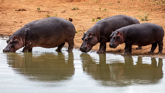 Kenya-Campi-ya-Kanzi-3-hippo-luca-13-684w