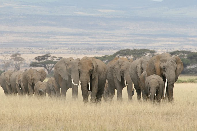 Kenya Campi ya Kanzi Cano - elephants