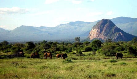Elephants in the wild at Campi ya Kanzi, Kenya