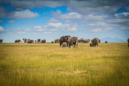 Elephants, Campi ya Kanzi, Kenya
