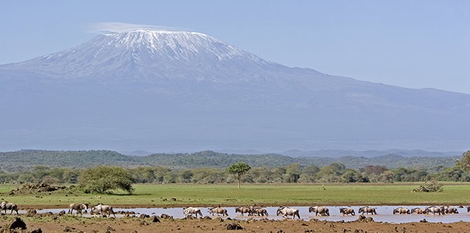 Plain species below Kilimanjaro
