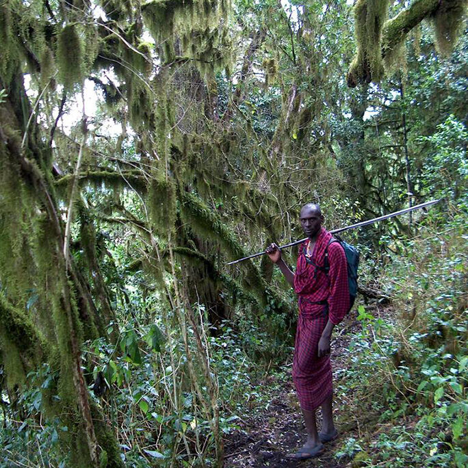 Cloud forest walk with Maasai Matasha, Campi ya Kanzi, Kenya