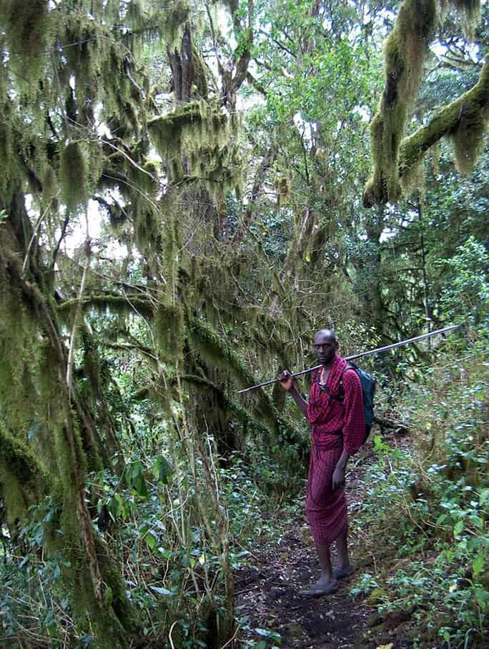 Cloud forest walk with Maasai Matasha, Campi ya Kanzi, Kenya