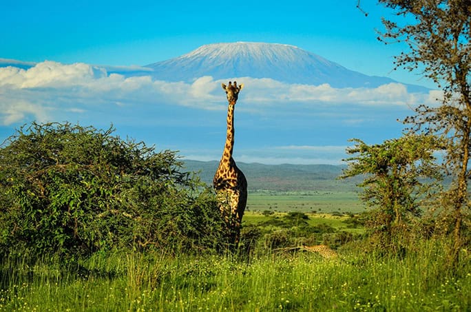 Kenya Campi ya Kanzi giraffe Mount Kilimanjaro