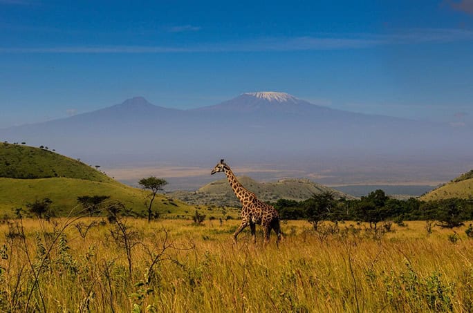 giraffe, kilimanjaro from Kenya