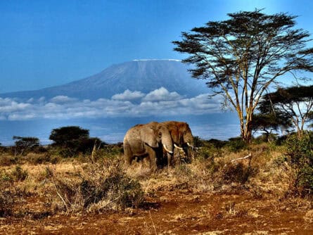 Elephants in front of Mount Kilimanjaro, Campi ya Kanzi, Kenya
