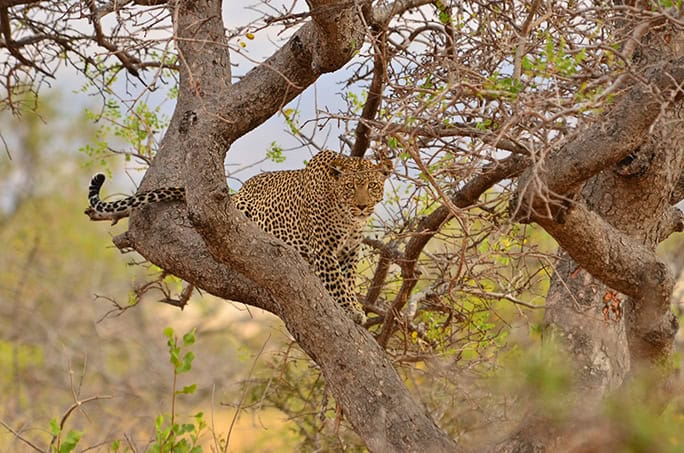 Kenya Campi ya Kanzi leopard
