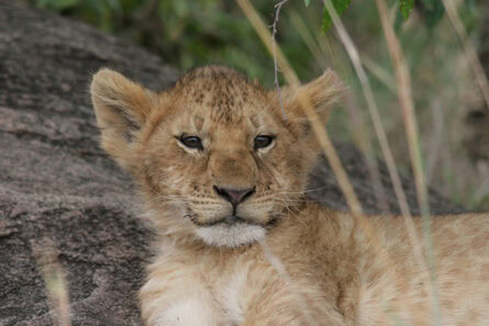 Lion cub, Campi ya Kanzi, Kenya