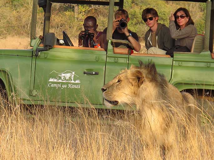 lion, simba safari, Campi ya Kanzi, Kenya