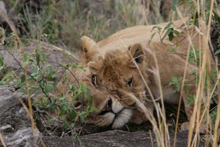Lioness & cub, Campi ya Kanzi, Kenya