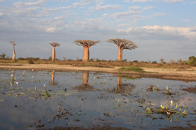 Avenue des Baobab, Madagascar © VickySmith, Earth-Changers