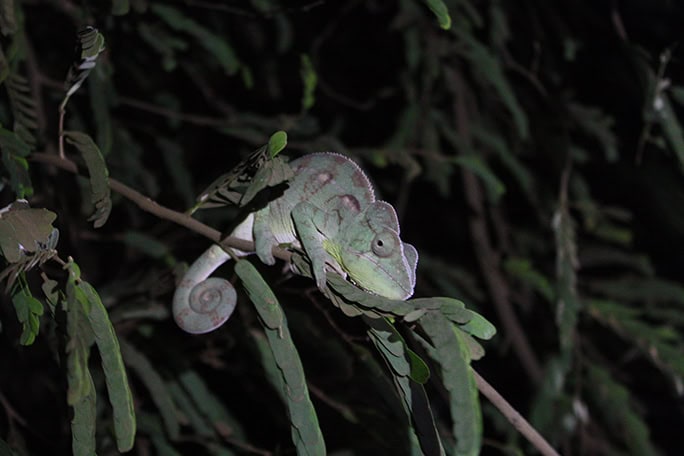 Madagascar chameleon