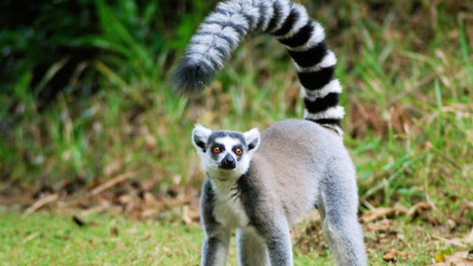 Madagascar-SEED-Madagascar-7-ring-tailed-lemur-684w