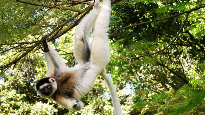 Madagascar-SEED-Madagascar-lemur-sifaka-(2)-684w