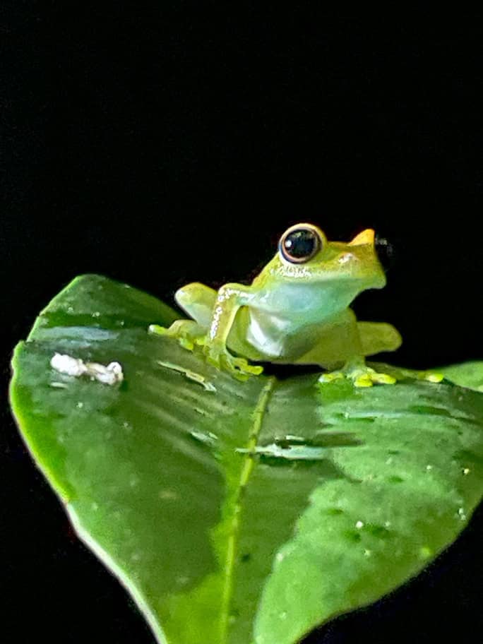 frog, Madagascar © Brielle & Mark Hutchison
