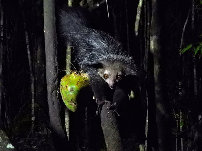 Aye-aye lemur, Madagascar © Brielle & Mark-Hutchison