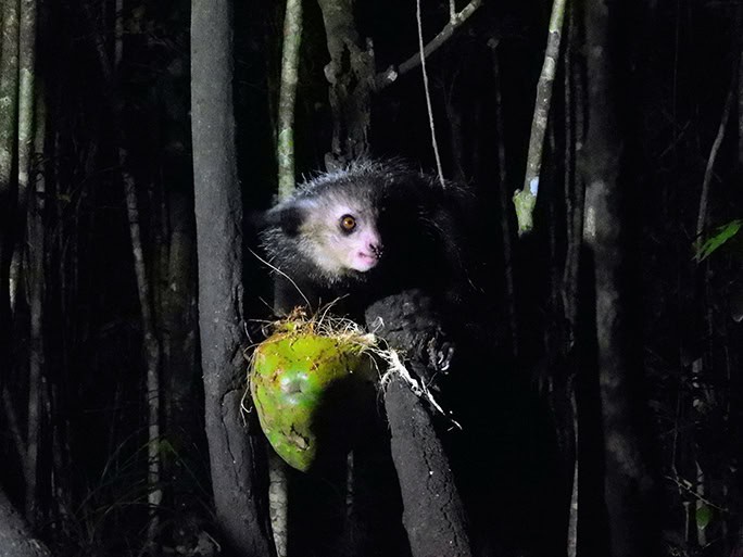 Madagascar-lemur-aye-aye-©-Brielle-Mark-Hutchison-DSCN5717~2-684w