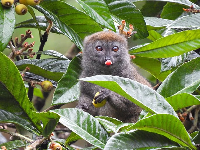 Lemur, Madagascar © Brielle & Mark-Hutchison