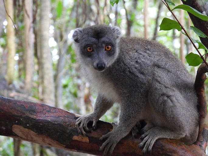 Lemur, Madagascar © Brielle & Mark-Hutchison