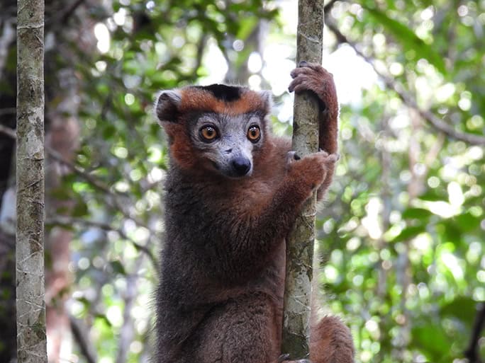 Madagascar-lemur-©-Brielle-Mark-Hutchison-DSCN5852-684w