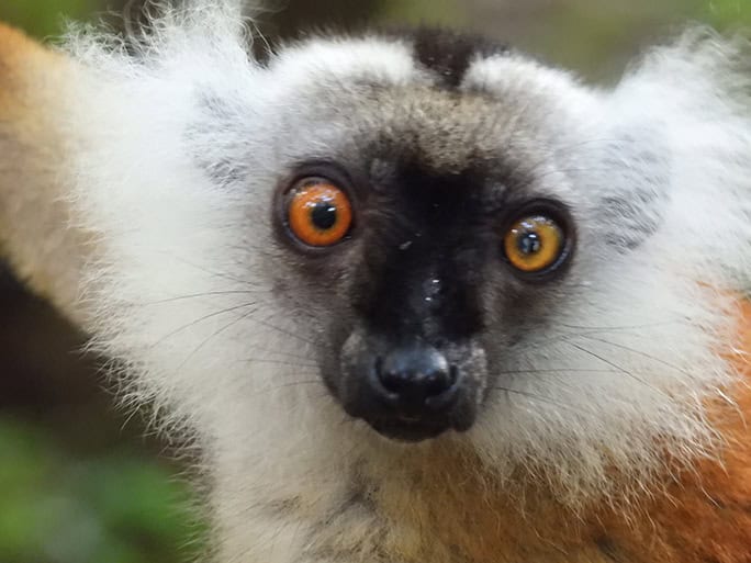 Lemur, Madagascar © Brielle & Mark-Hutchison