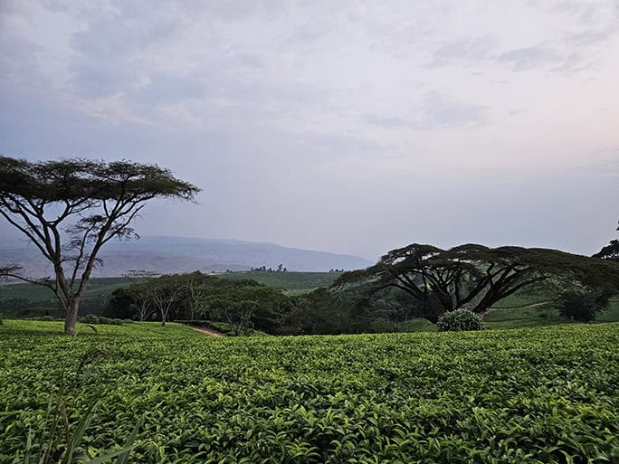 Satemwa fair trade tea estate, Thyolo, Malawi. Travel with Orbis