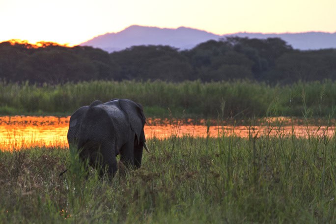 Liwonde elephant, Mvuu, Malawi