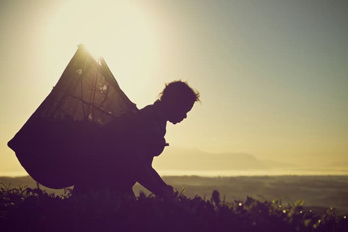 Silhouetted tea-picker at-sunrise Malawi
