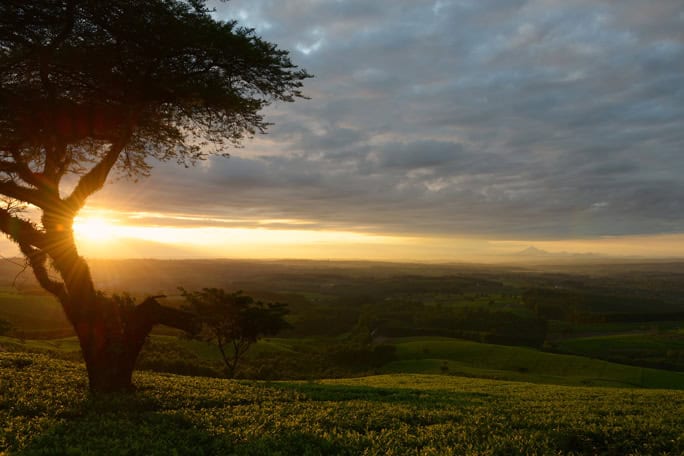 Tea Estate Sunrise, Malawi - Orbis