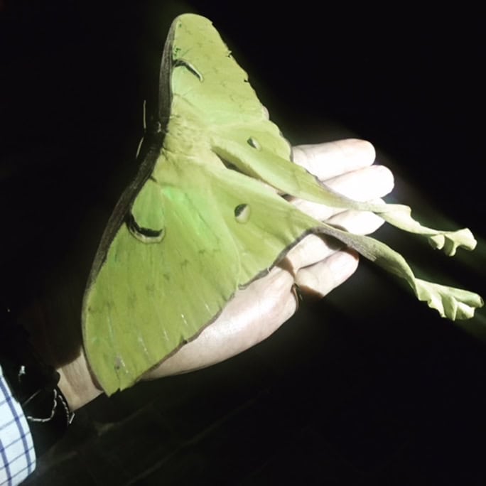 Nepal-Tiger-Mountain-Pokhara-Lodge-Butterfly-Monitoring-moth-Actias-maenas-6inch-wingspan-684w