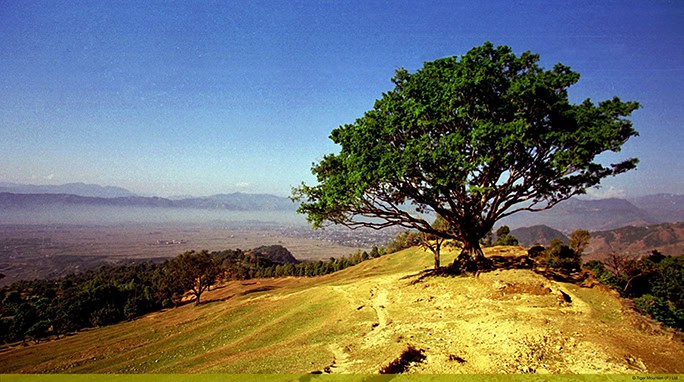 Nepal Tiger Mountain Pokhara Lodge Prince Charles tree