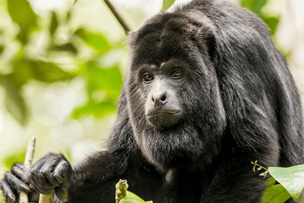 Mantled Howler Monkey, Mombacho, Nicaragua