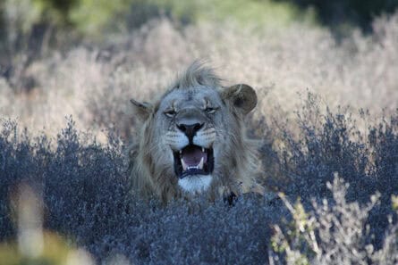 Lion, Shamwari game reserve, South Africa, © Vicky Smith Earth Changers.com