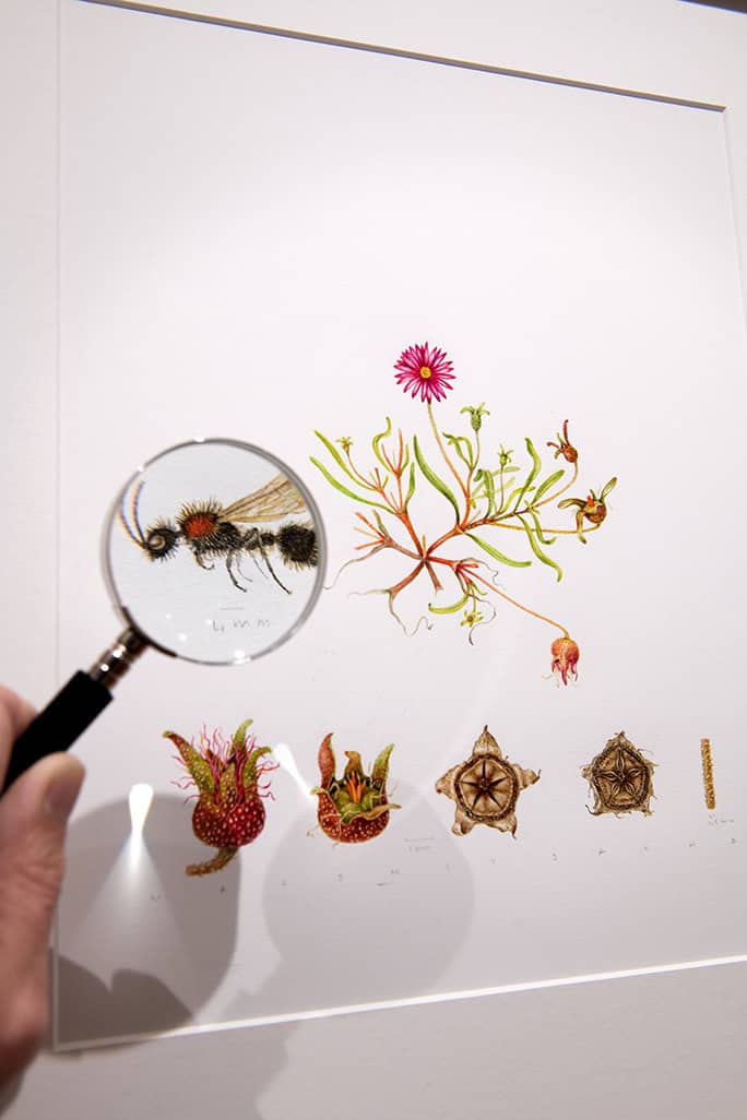 South Africa Grootbos Florilegium artwork