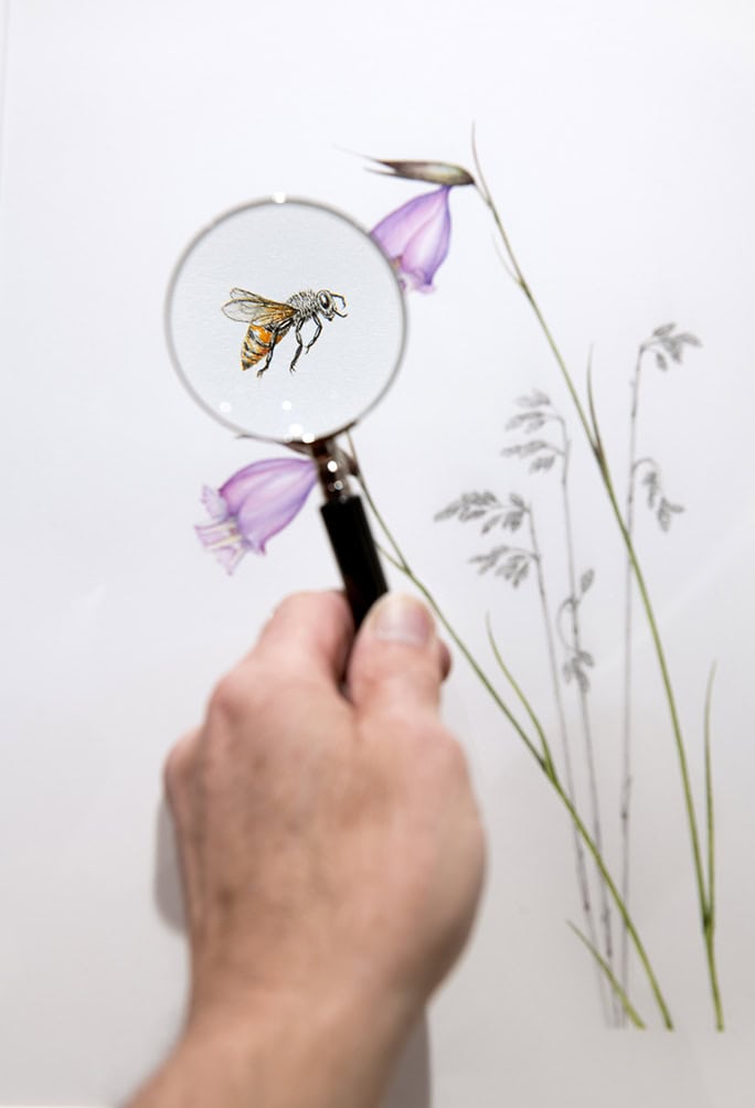 Grootbos Florilegium artwork, HWB-Art-Gallery, South Africa