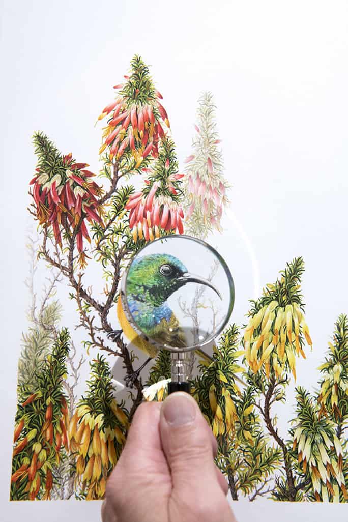 Grootbos Florilegium artwork, HWB-Art-Gallery, South Africa