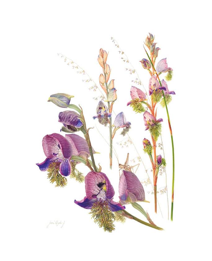 Grootbos Florilegium artwork, Florilegium Jenny Hyde Johnson Disa Lugens, HWB-Art-Gallery, South Africa