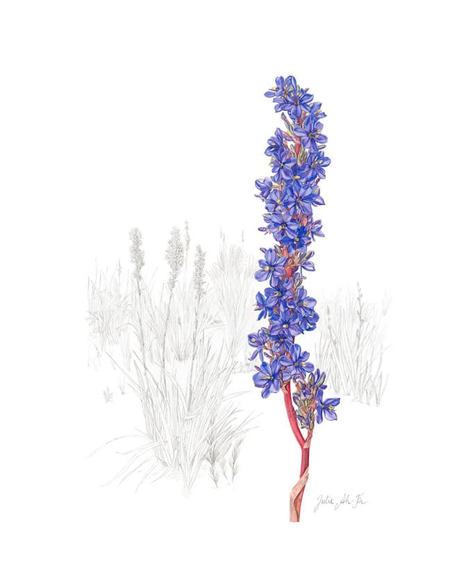 Grootbos Florilegium artwork, Julie_Ah Fa Aristea Capitata, South Africa