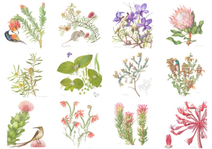 Florilegium art illustrations, Grootbos Foundation, South Africa