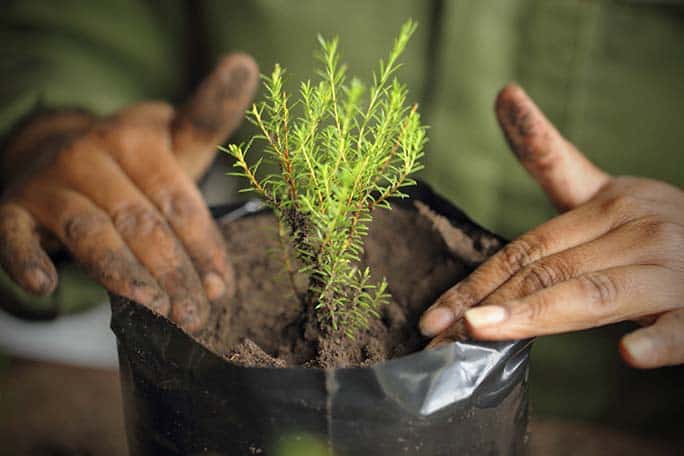 Siyakhula - Growing the Future - food garden - South-Africa-Grootbos Foundation Grootbos Nature Reserve - Western Cape - South Africa