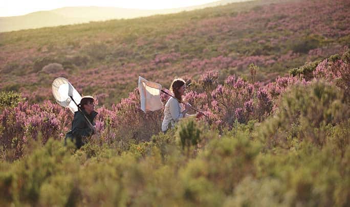 Fynbos Conservation, Grootbos Nature Reserve - Western Cape - South Africa