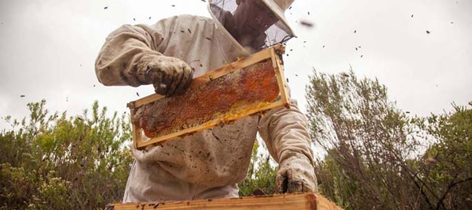 Siyakhula - Growing the Future bee hive Honey Harvesting Grootbos Foundation © , Grootbos Nature Reserve - Western Cape - South Africa