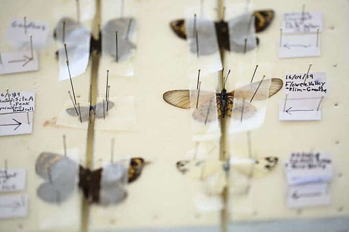 butterflies, conservation, Grootbos Nature Reserve - Western Cape - South Africa