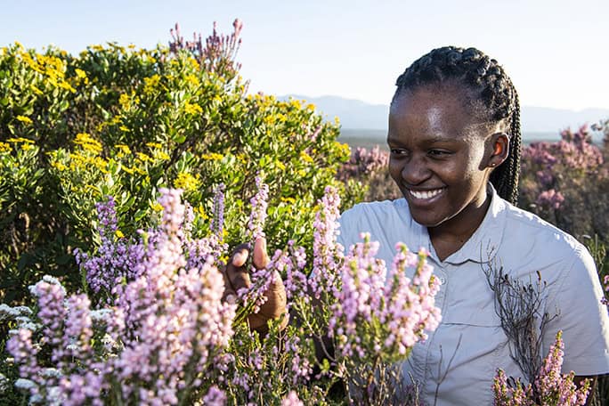 Fynbos Conservation, Grootbos Nature Reserve - Western Cape - South Africa
