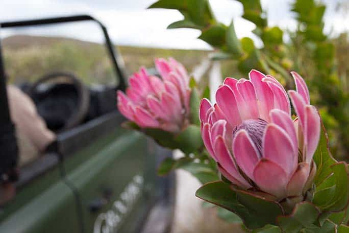 grootbos private nature reserve & foundation: working for water
