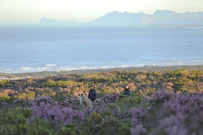 experience fynbos horse riding, Walker Bay Grootbos Nature Reserve - Western Cape - South Africa
