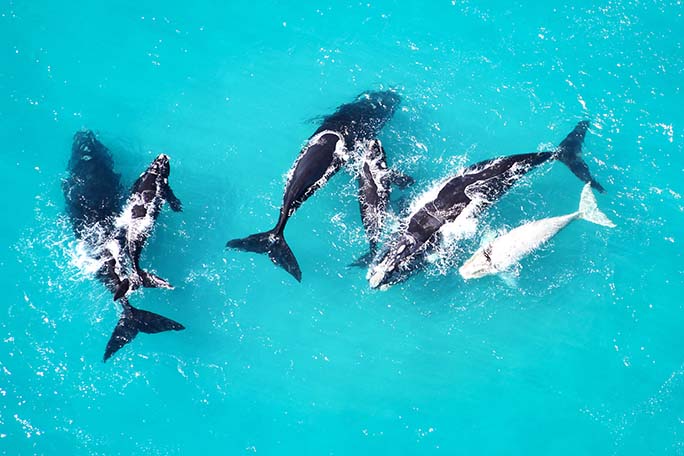 whale watching experience, Conservation, Grootbos Nature Reserve - Western Cape - South Africa