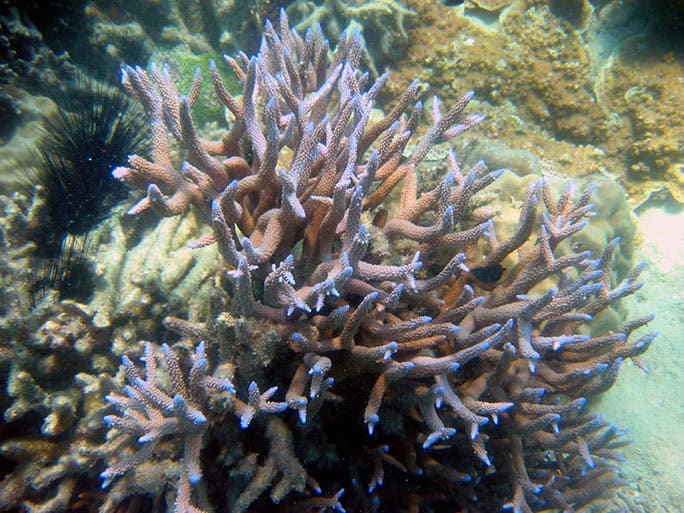 Tanzania-Chumbe-Island-Coral