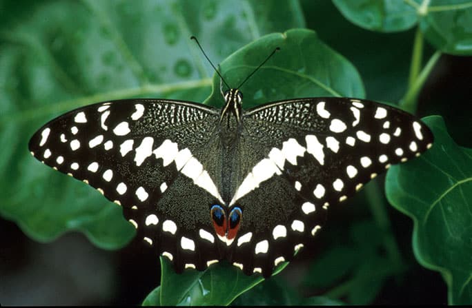 Tanzania-Chumbe-Island-Forest-Reserve-Butterfly-©-Hein-Heile